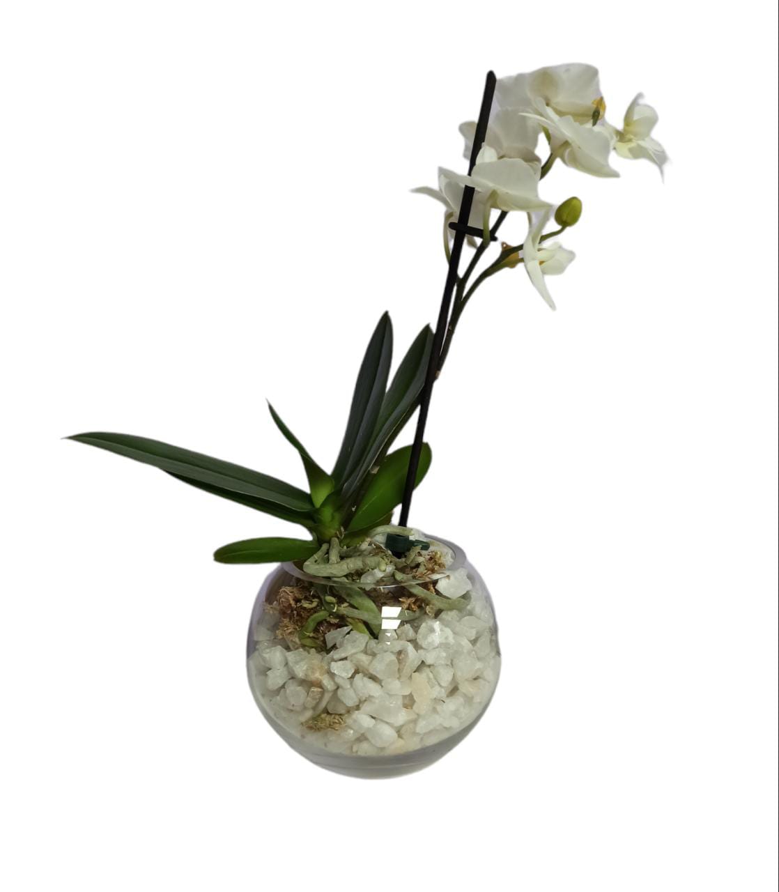 Mini Orquidea en pecera - Tortasadomicilio.cl